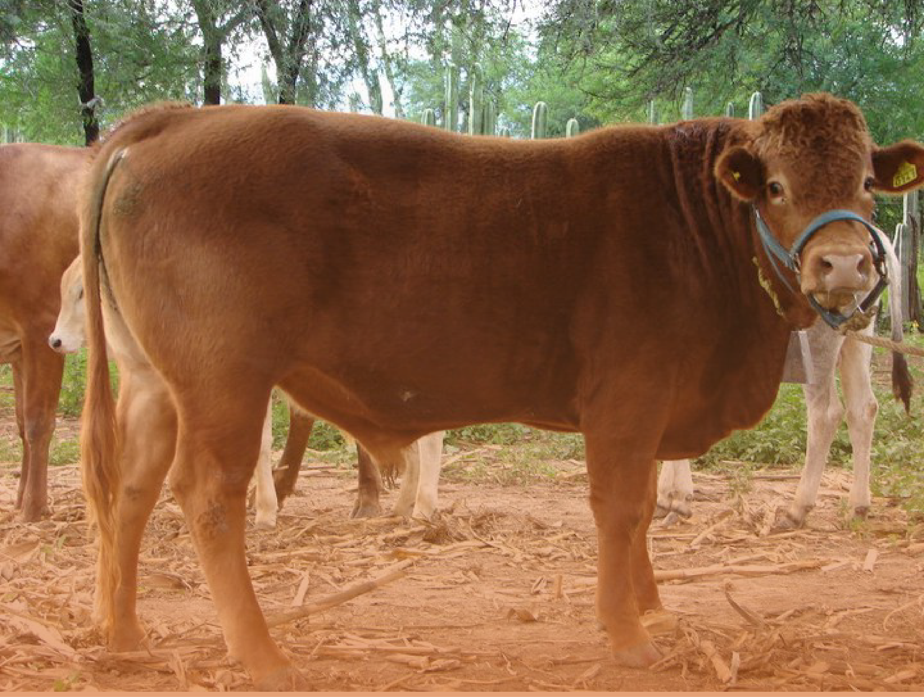 imagen limousin.png