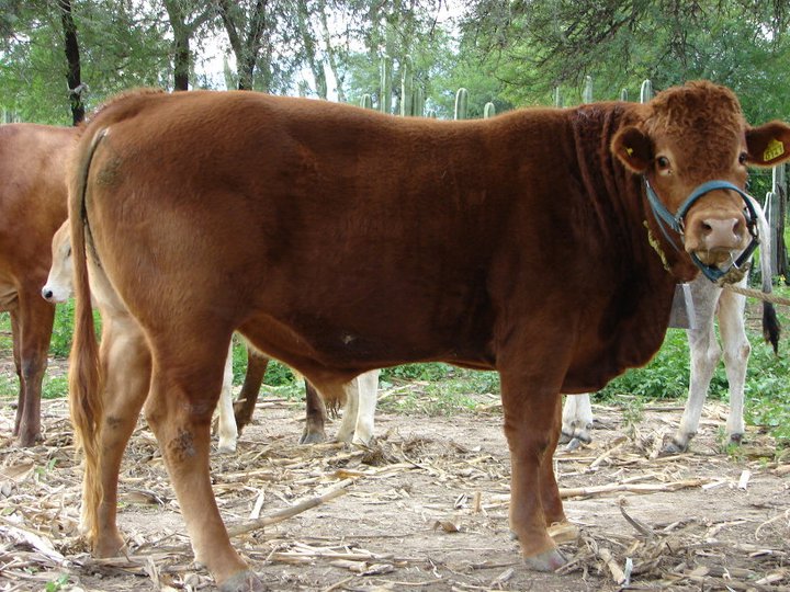 Limousin